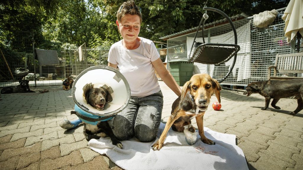 Tierpflegenest in Backnang: Ein Heim für geschundene Kreaturen