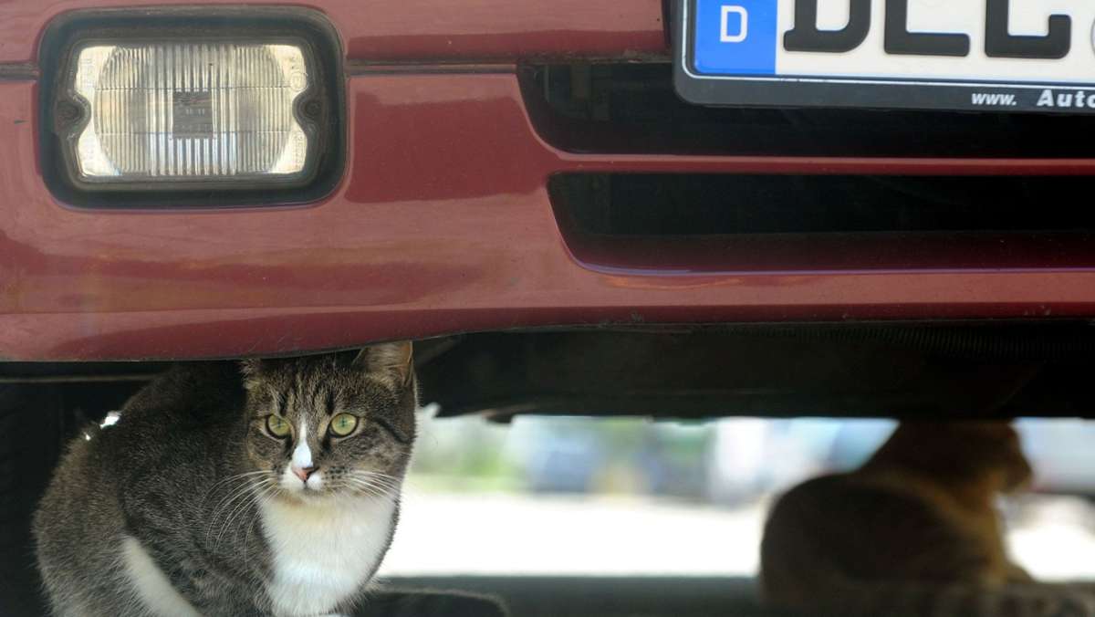 Raser in Leinfelden-Echterdingen: Wo nicht nur Katzen gefährlich leben