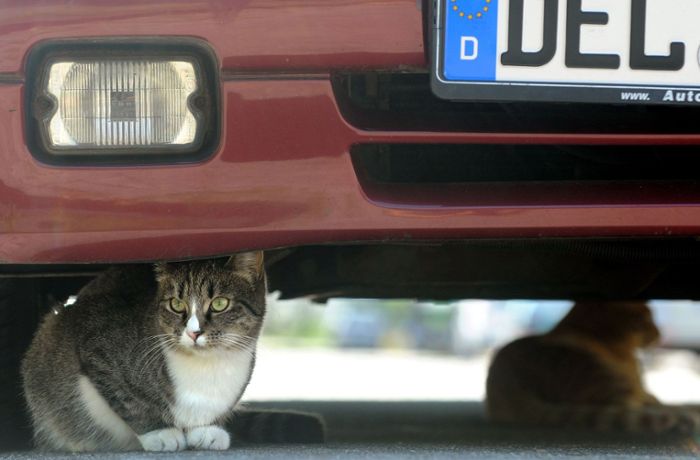 Raser in Leinfelden-Echterdingen: Wo nicht nur Katzen gefährlich leben