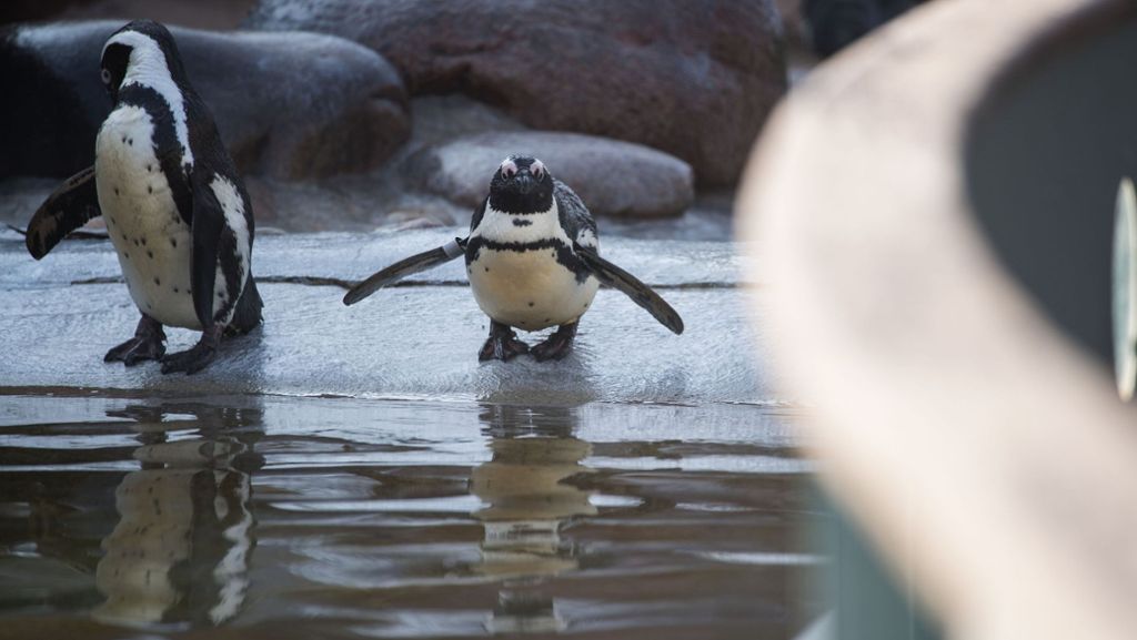 Zoos klagen über Tierraub: Pinguin in Mannheim weiteres Opfer?