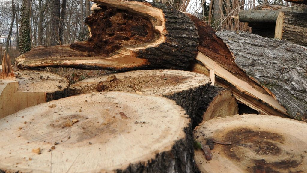 Verkehrssicherheit in Birkach und Plieningen: Stadt will 50 Bäume fällen