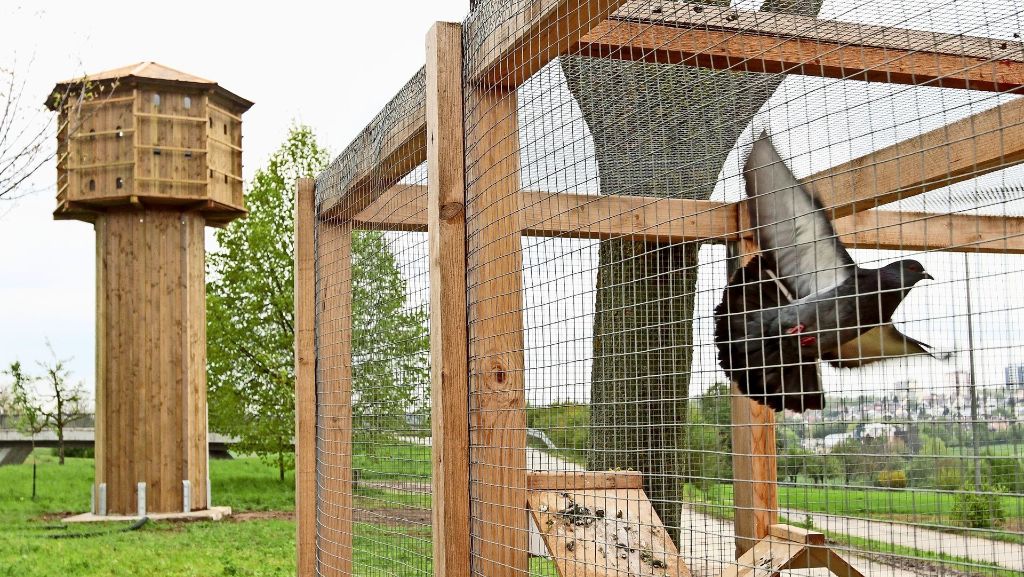 Tierische Plage in Ditzingen: Im Turm soll es bald zugehen wie im Taubenschlag