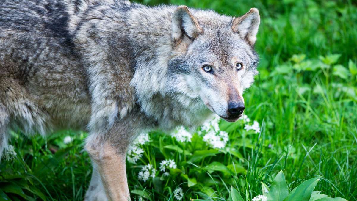 Umfrage in Baden-Württemberg: Mehrheit freut sich über den Wolf