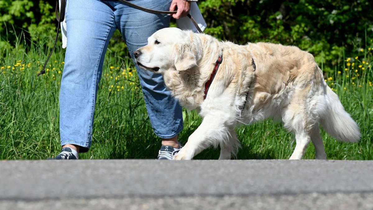 Julia Klöckner: Schärfere Regeln für Hundehalter geplant