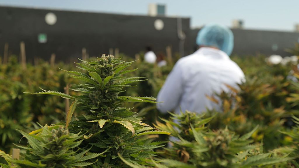 Gras aus der Apotheke: Uruguay startet Marihuana-Verkauf