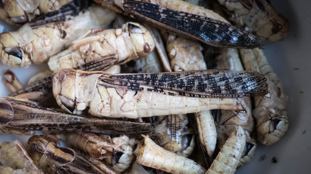 Insekten gegen Hunger: Wenn im  Essen  der Wurm drin ist