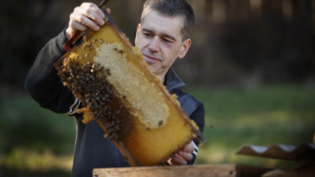 Jahr der Biene im Naturpark Schwäbisch-Fränkischer Wald: Summende Großstadt im Garten