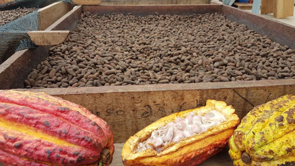 Plantage in Nicaragua: Wo der Kakao für Ritter Sport herkommt