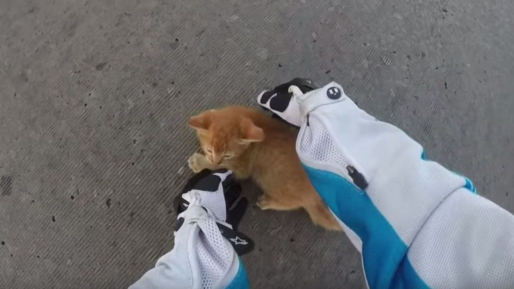 Von Helmkamera gefilmt: Motorrad-Fahrerin rettet Katzen-Baby auf einer Kreuzung
