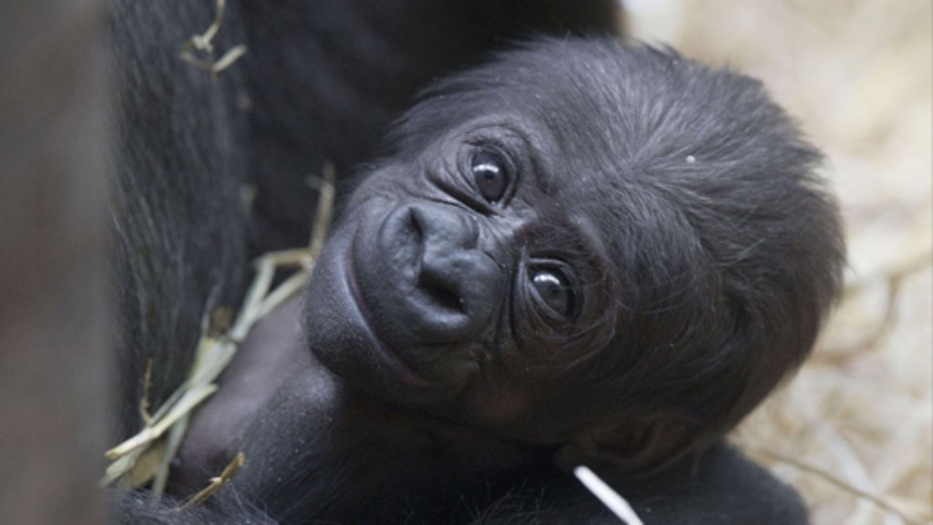 Wilhelma: Gorillamädchen Milele erblickt das Licht der Welt