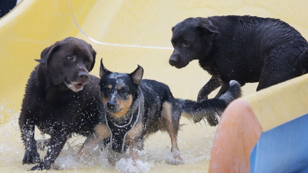 Badespaß für Hunde in Fellbach: Für Vierbeiner geht’s kopfüber in die  Fluten