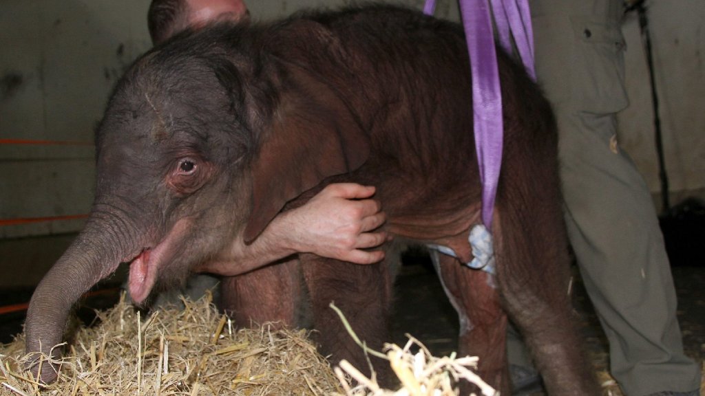 Zoo Leipzig trauert: Krankes Elefanten-Baby eingeschläfert