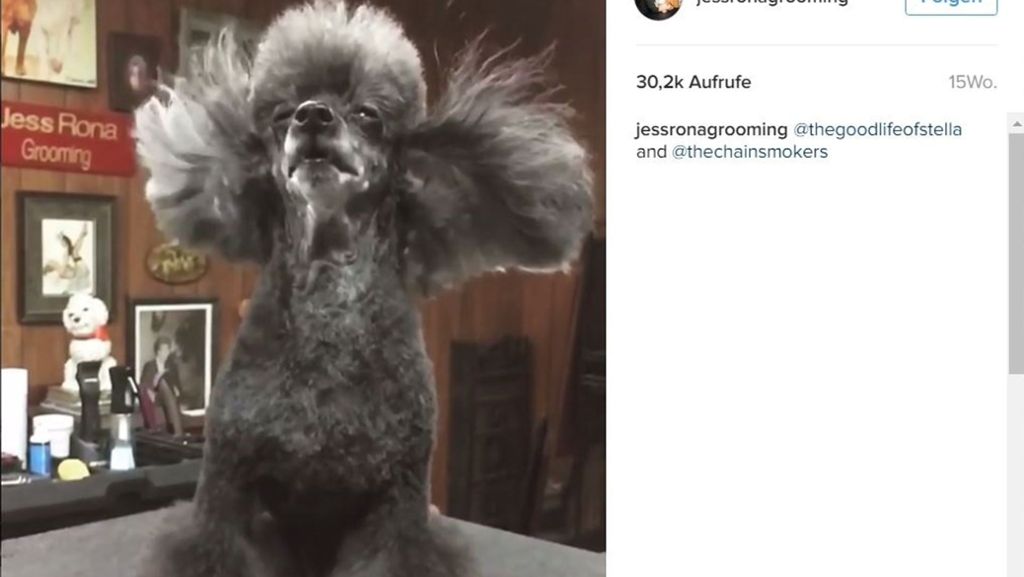 Hundefriseurin bei Instagram: Diese Hunde haben eine echte Sturmfrisur