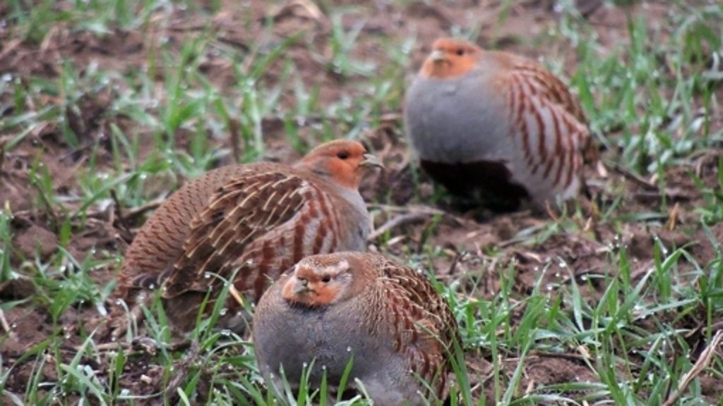 Kernen im Remstal: Ein kleiner Vogel kann Bauwünsche stoppen