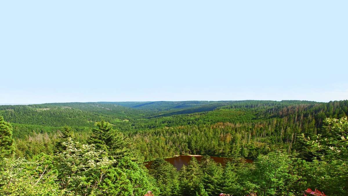 Naturschutz in Baden-Württemberg: Mehr Waldflächen werden geschützt