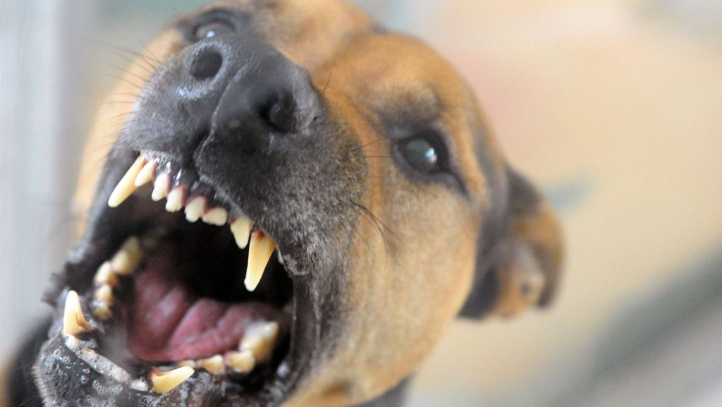 Baden-Württemberg: Ministerium hält Hundeführerschein nicht für nötig