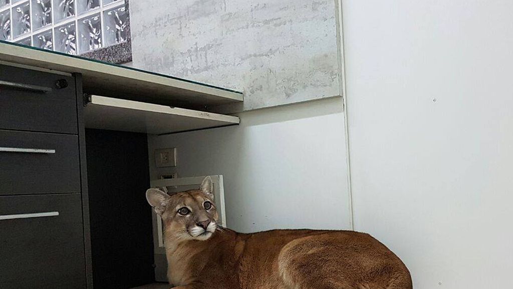 Brasilien: Ausgewachsener Puma überrascht Angestellte im Büro
