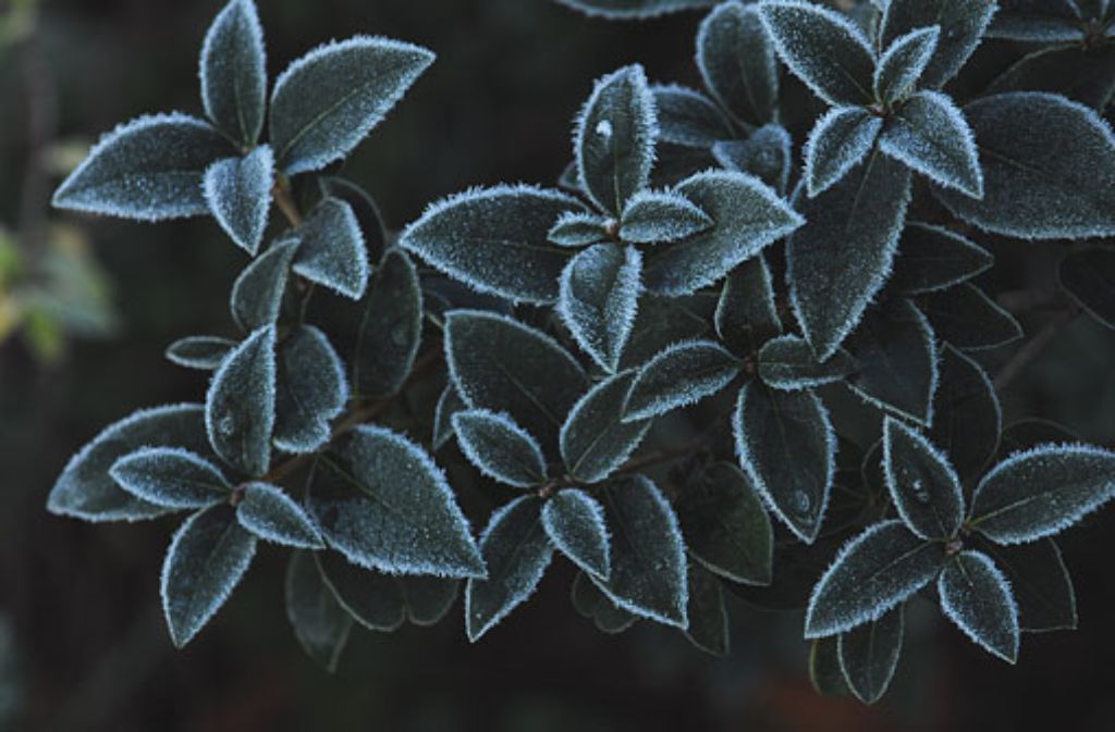 Frost auf den Pflanzen kündet vom Einzug der kalten Jahreszeit.