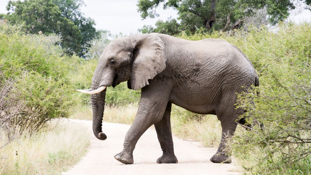 Nepal: Wilder Elefant tötet Mann