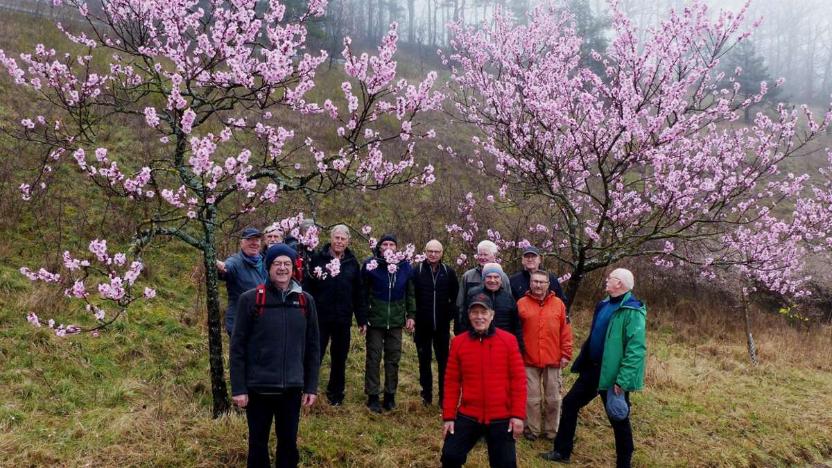 Steinheim: Die Mandelblüte erwacht