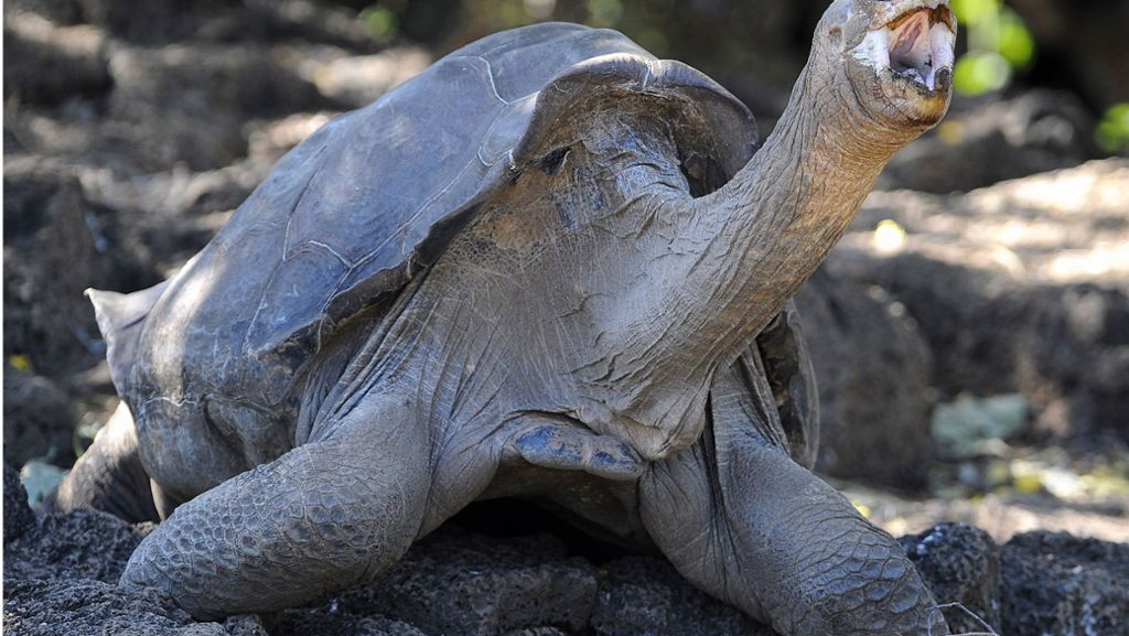 Riesenschildkröten auf Galapagos: Comeback des Jahres