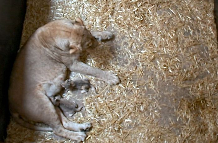 Zoo Leipzig: Warum tötet eine Löwenmutter ihre eigenen Babys?