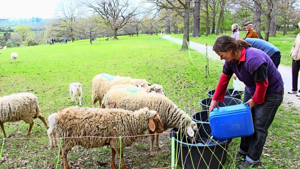 Stuttgart-Sillenbuch: Schreiende Schafe alarmieren Anwohner