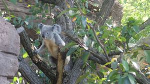 Besucher-Lieblinge sind knapp ein Jahr im Zoo: Geplante Zweisamkeit: Die Wilhelma hofft auf Koala-Nachwuchs