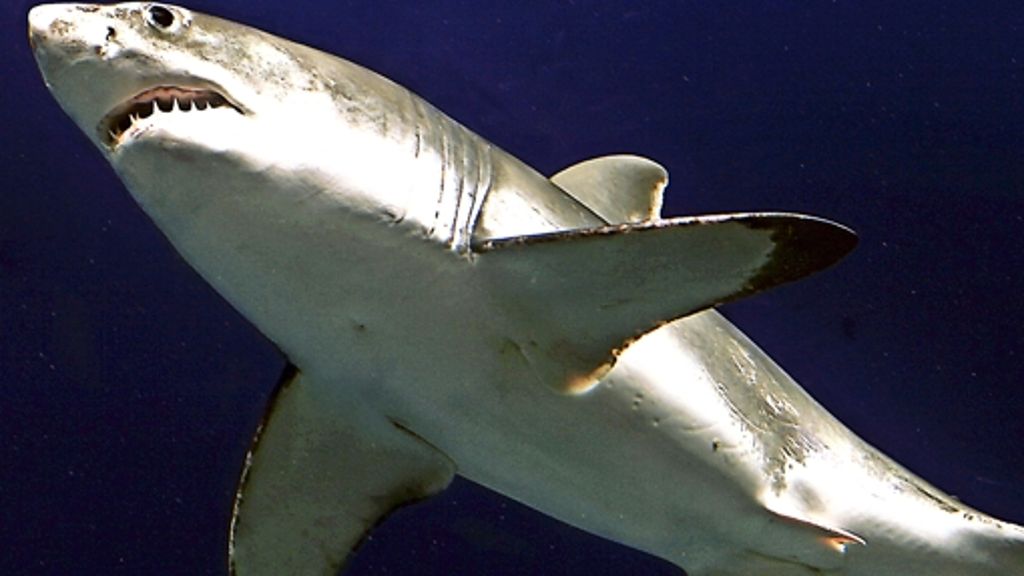 Warnsystem: Hilfe für den Weißen Hai