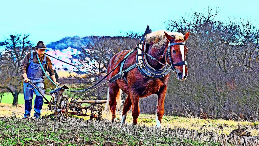 Leonberger Pferdemarkt: Einspannen zum Ausspannen