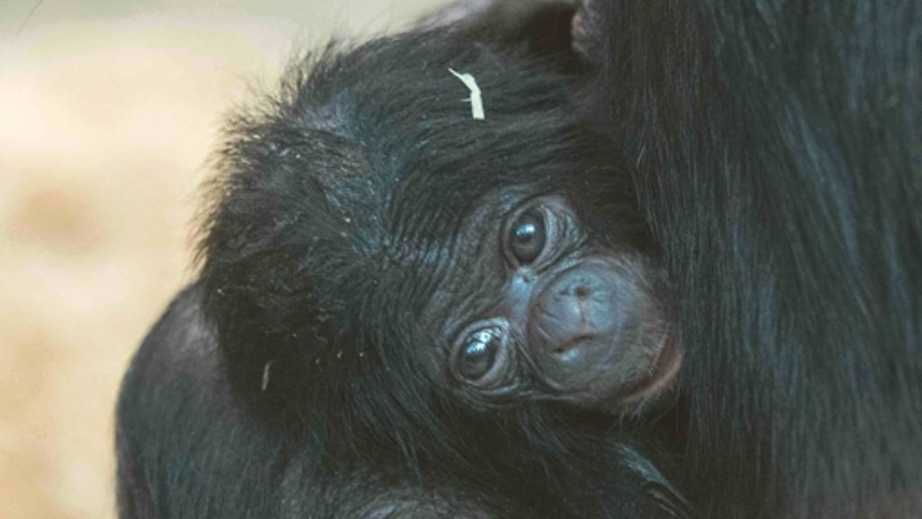 Wilhelma in Bad Cannstatt: Noch mehr Bonobo-Babys