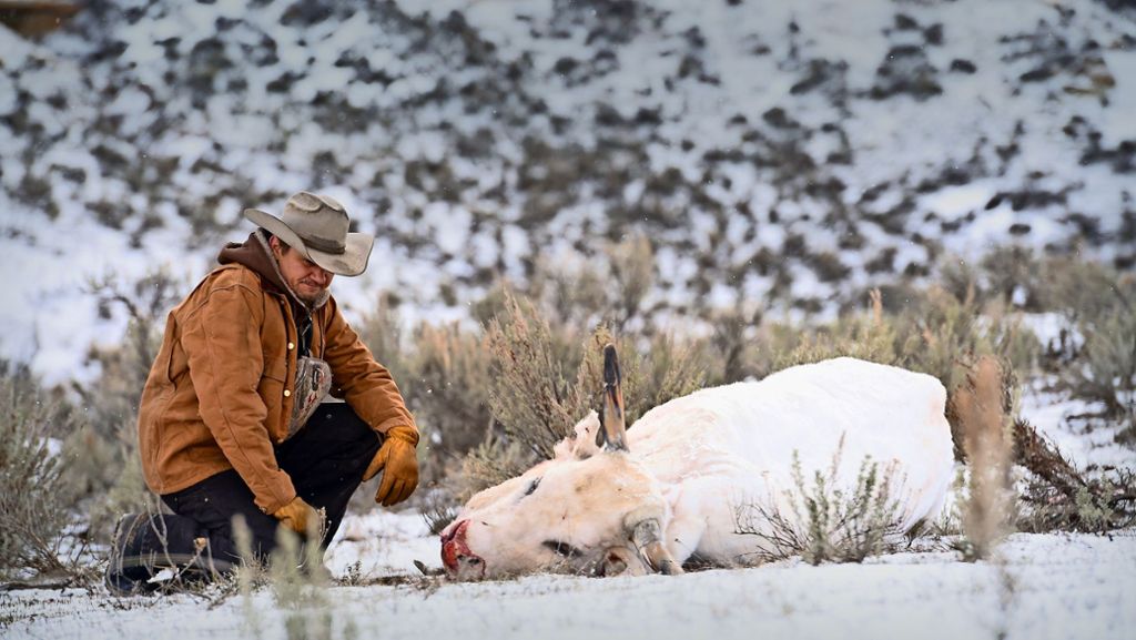 Kinokritik zum Thriller  Wind River: Kalt und tödlich ist Wyoming