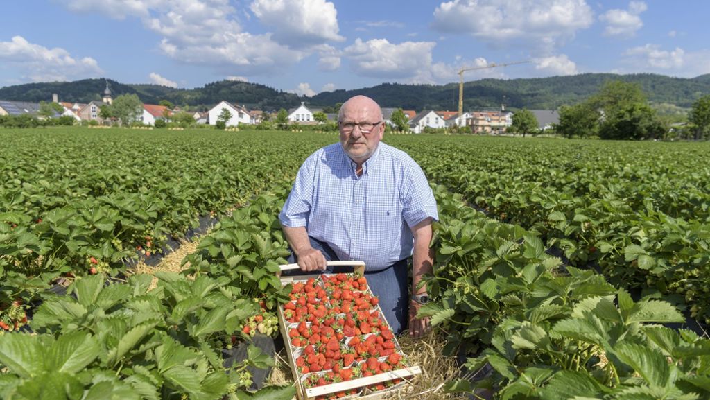 Saisonkalender Mai: Erdbeeren – verlockend rot und überaus empfindlich