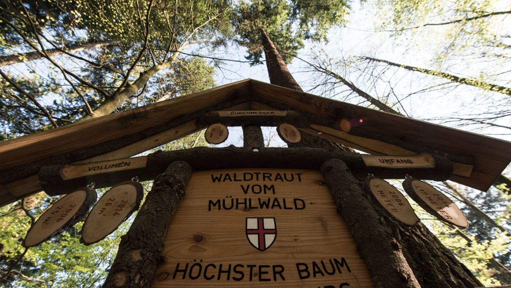 Douglasie im Schwarzwald: Deutschlands höchster Baum heißt Waldtraud