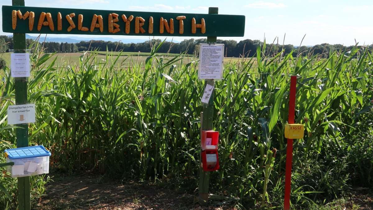 Ausflugsziel im Rems-Murr-Kreis: Das Maislabyrinth Alfdorf hat wieder geöffnet