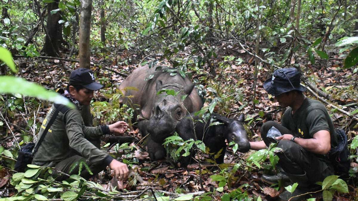 Indonesien: Extrem seltenes Sumatra-Nashorn geboren