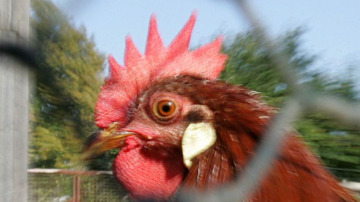 Tödlicher Hahnangriff – Farmerin wollte nur Eier sammeln