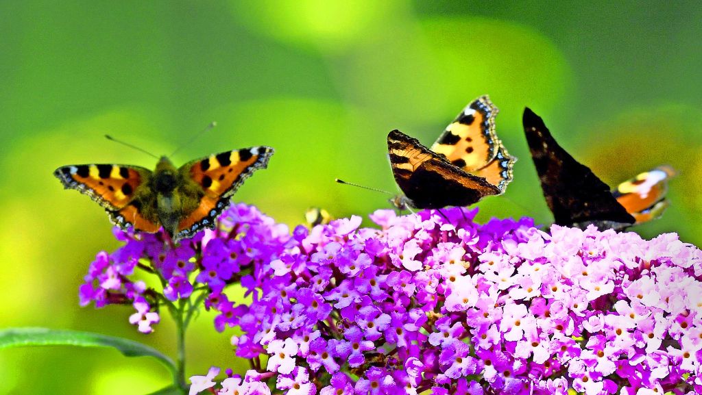 Gegen das Insektensterben in Baden-Württemberg: Das Land will die biologische Vielfalt fördern
