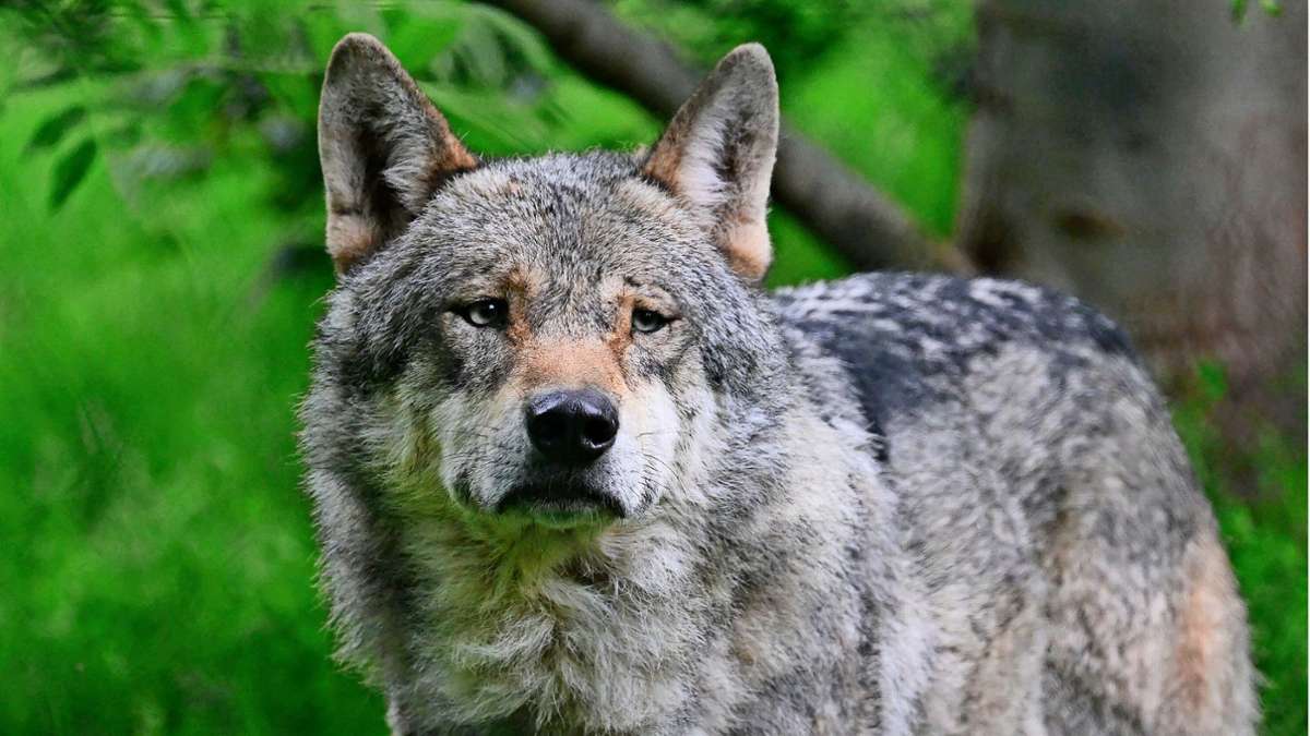 Diskussion im Kreis Böblingen: Die Jäger wappnen sich für den Wolf