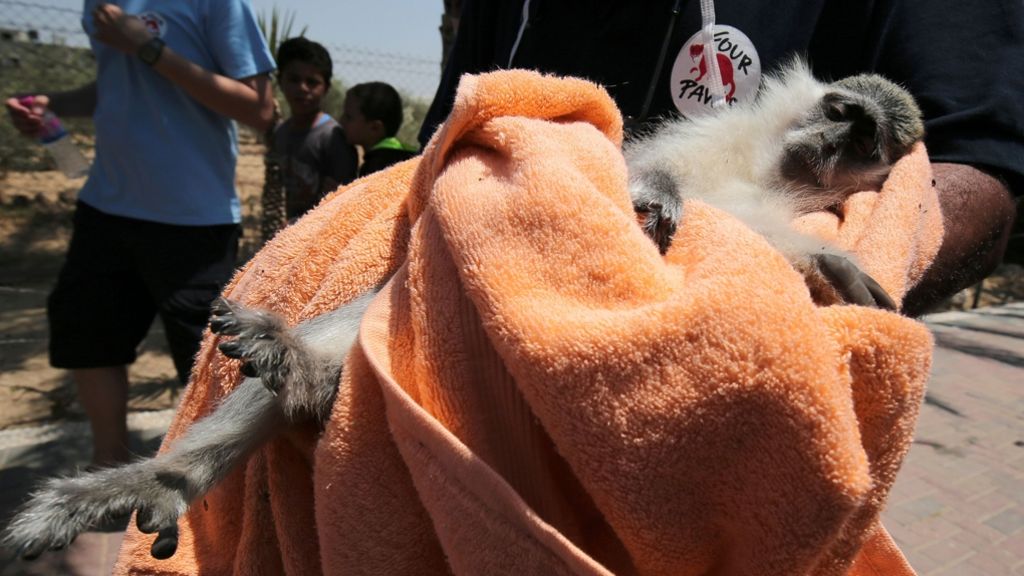 Tierpark im Gazastreifen: 15 verwahrloste Tiere aus Zoo gerettet