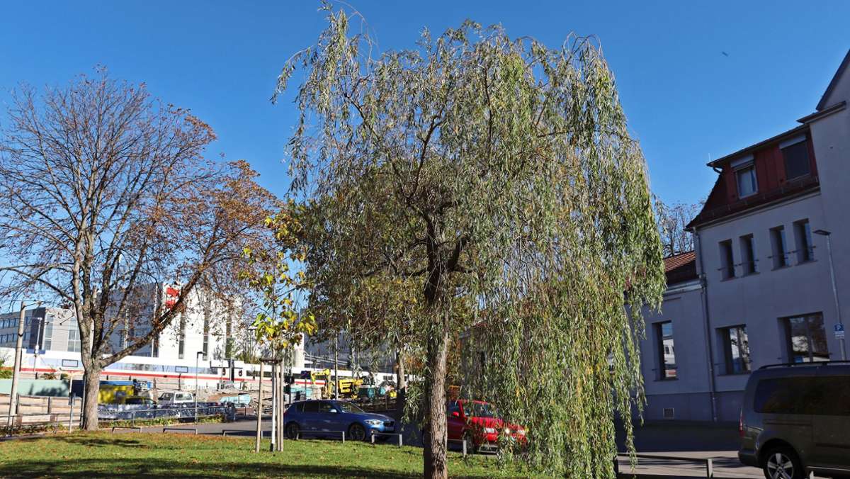 Baumfällung in Stuttgart-Feuerbach: Die Silberweide hat nicht überlebt