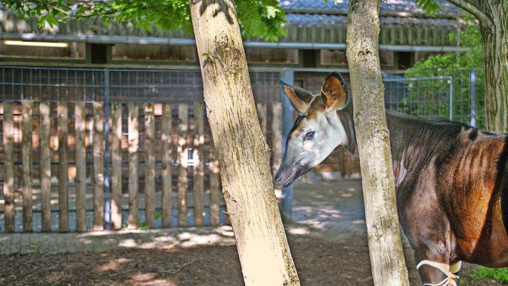 Ein Okapi verlässt die Wilhelma: Lumara  zieht nach Irland