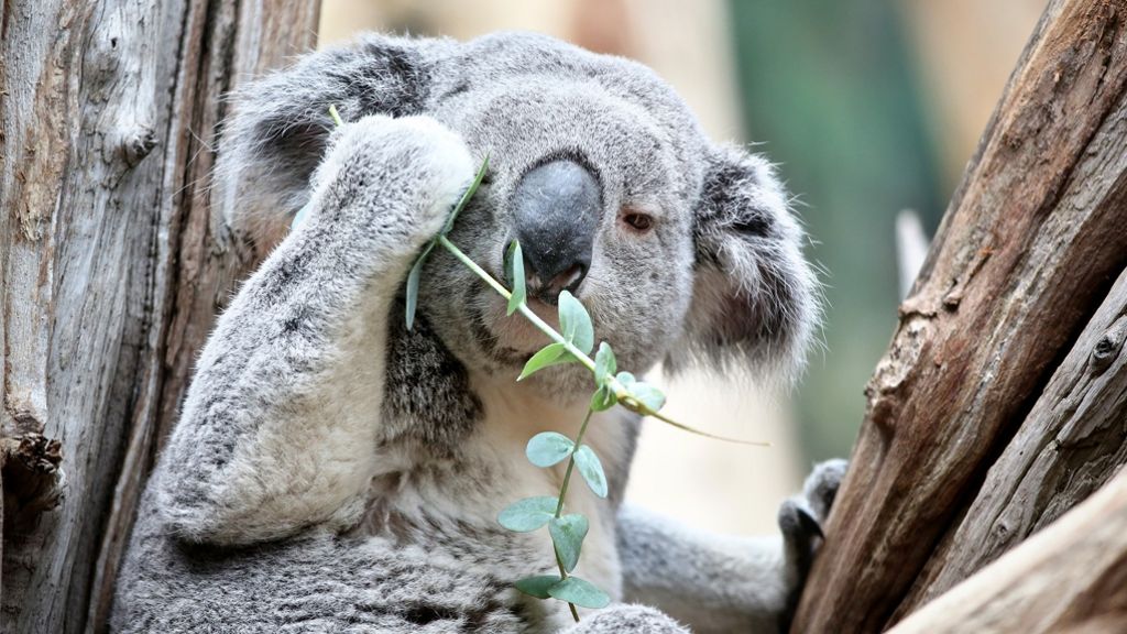 Fußball-EM 2016: Koala Oobi-Ooobi wird EM-Orakel