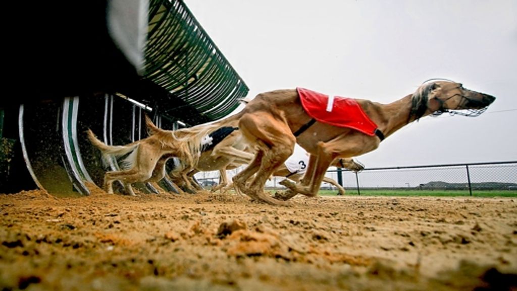 Windhund-Rennbahn droht Schließung: Hundebesitzer zeigen sich kampfeslustig