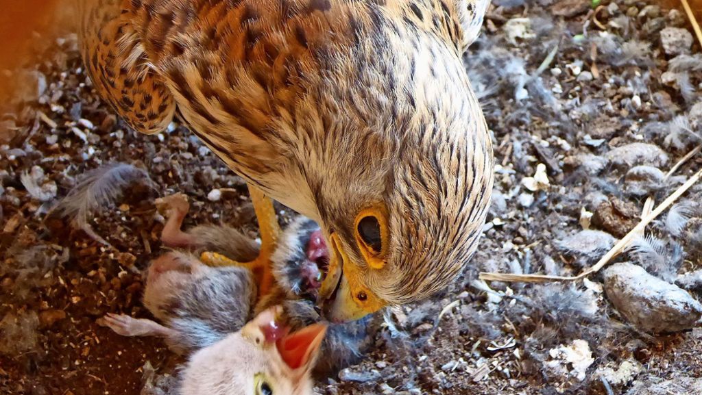 Vogelschutz im Landkreis Esslingen: Turmfalken und Dohlen balgen sich um Kinderstube