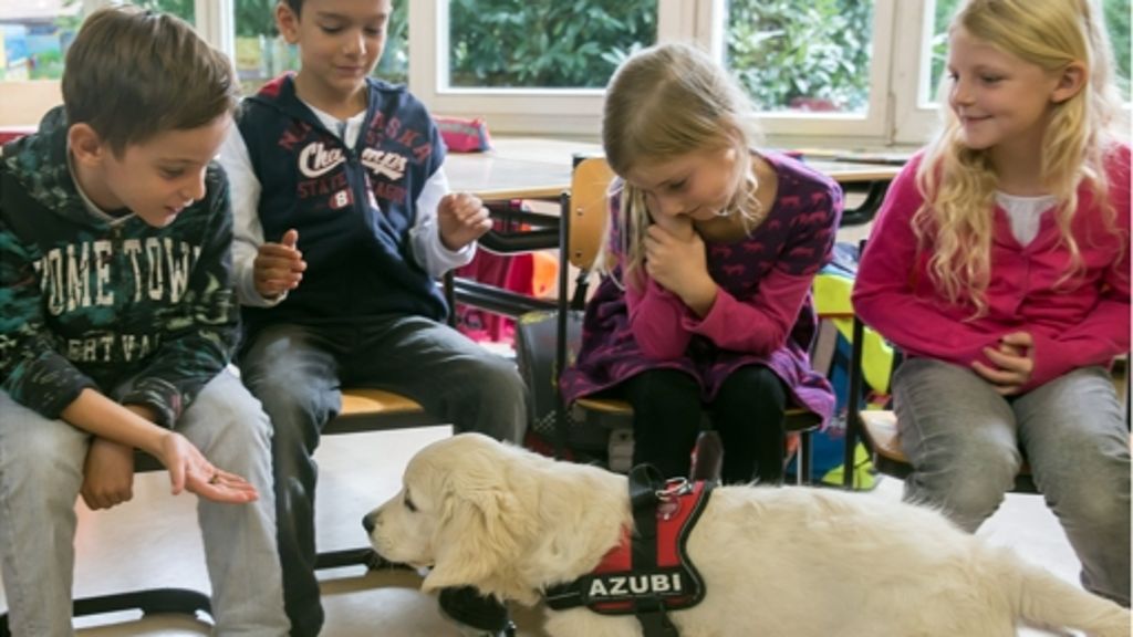 Schulhund Ivy in Stammheim: Hund   bringt Ruhe ins Klassenzimmer