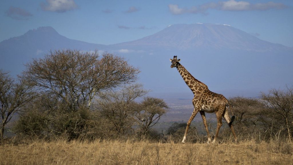 Rote Liste der gefährdeten Tierarten: Die Giraffe ist in Gefahr