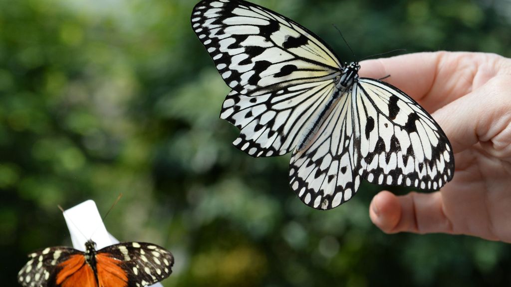 Wilhelma Stuttgart: Neue Schmetterlinge kommen im Briefumschlag
