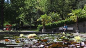Exotische Pflanzen im Stuttgarter Zoo: In der Wilhelma blühen die ersten Seerosen
