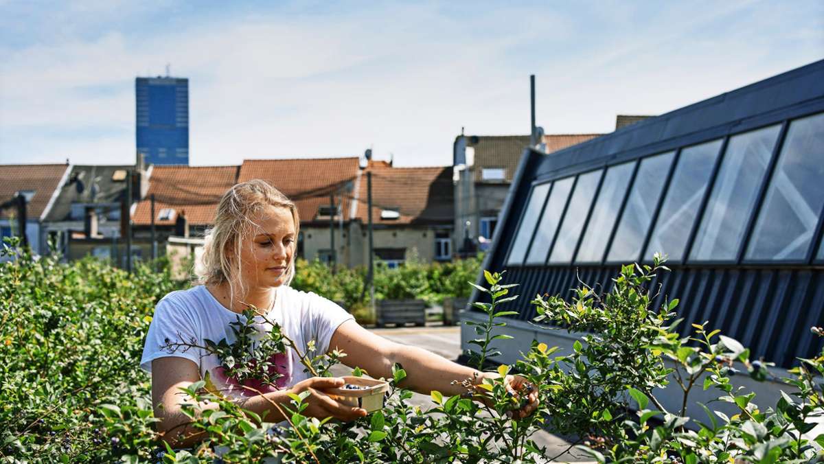 Acker auf Markthalle: Wie man Gemüse frisch vom Dach bekommt